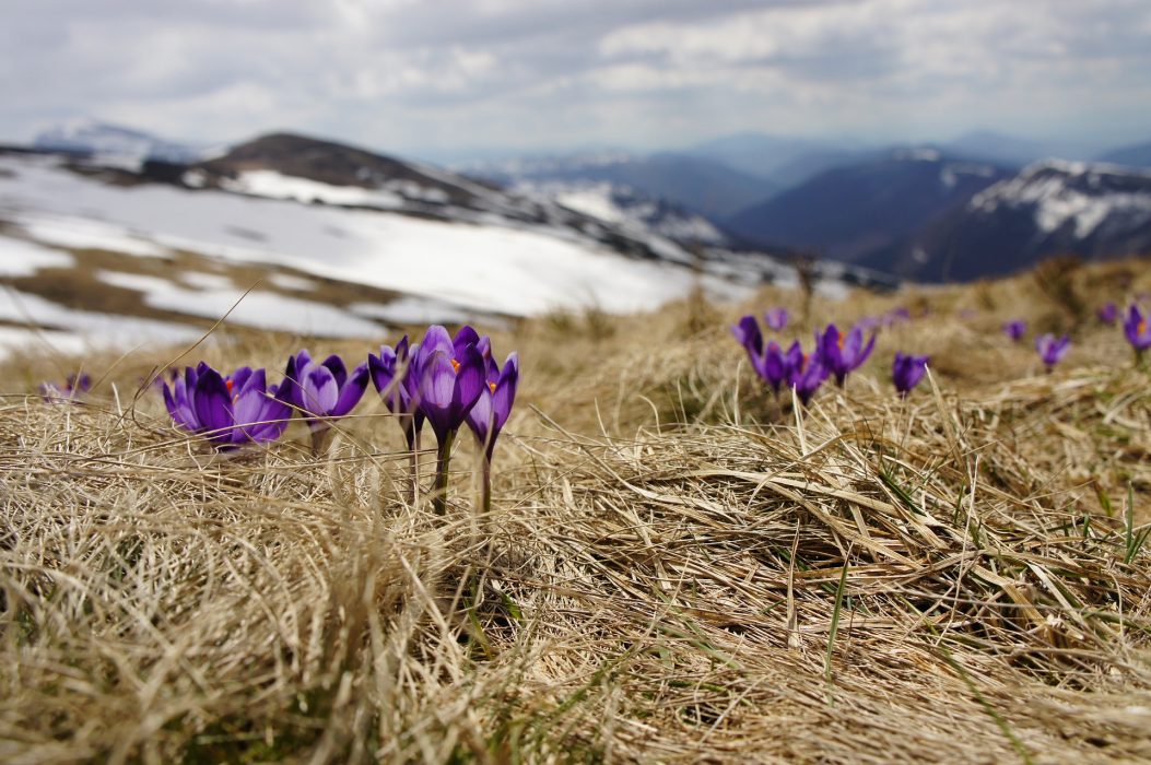 How Many? Blooming Crocus